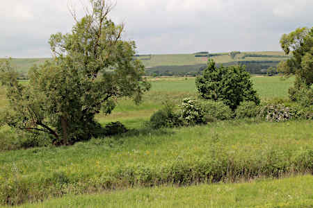 Blick aus Laubenheimer Ried auf die Weinberge